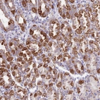 Anti-SS18L2 Antibody