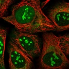 Immunofluorescent staining of human cell line U-2 OS shows localization to nucleus, nucleoli & mitochondria.
