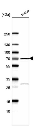 Western blot analysis in human cell line HeLa.