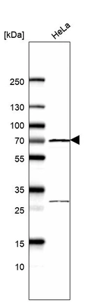 Western blot analysis in human cell line HeLa.