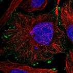 Immunofluorescent staining of human cell line U-2 OS shows localization to actin filaments & focal adhesion sites.