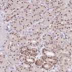 Anti-SLC25A32 Antibody