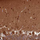 Anti-CNPY1 Antibody