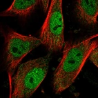 Immunofluorescent staining of human cell line U-251 MG shows localization to nucleoplasm.
