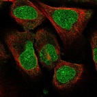 Immunofluorescent staining of human cell line U-2 OS shows localization to nucleoli & nuclear membrane.