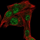 Immunofluorescent staining of human cell line Hep G2 shows localization to nucleus.