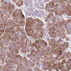 Immunohistochemical staining of human Pancreas shows moderate membranous positivity in exocrine glandular cells.