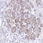 Anti-PTBP2 Antibody