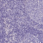 Anti-SLC44A3 Antibody