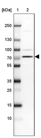 Lane 1: Marker [kDa] 250, 130, 100, 70, 55, 35, 25, 15, 10_br/_Lane 2: Human cell line RT-4