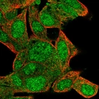 Immunofluorescent staining of human cell line Hep G2 shows localization to nucleus & cytosol.