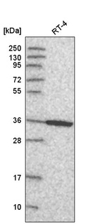 Anti-ANXA8 Antibody