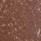 Anti-OR6P1 Antibody