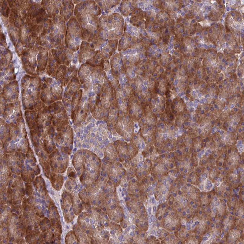 Anti-C20orf27 Antibody