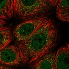 Immunofluorescent staining of human cell line MCF7 shows localization to nucleoplasm & cytosol.