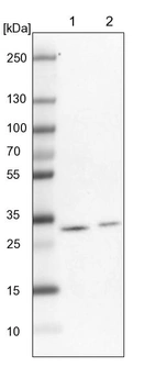 Lane 1: NIH-3T3 cell lysate (Mouse embryonic fibroblast cells)_br/_Lane 2: NBT-II cell lysate (Rat Wistar bladder tumour cells)