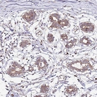 Immunohistochemical staining of human breast shows moderate cytoplasmic positivity in glandular cells.