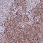 Anti-VRK2 Antibody