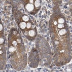 Immunohistochemical staining of human small intestine using Anti-RPL32 antibody HPA047501.