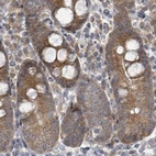Immunohistochemical staining of human small intestine using Anti-RPL32 antibody HPA047501.