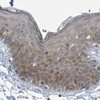 Immunohistochemical staining of human skin using Anti-RPL32 antibody HPA047501.