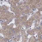 Immunohistochemical staining of human liver using Anti-RPL32 antibody HPA047501.
