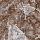Immunohistochemical staining of human pancreas using Anti-RPL32 antibody HPA047501.