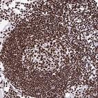 Immunohistochemical staining of human lymph node shows strong nuclear positivity in lymphoid cells.