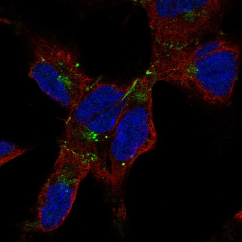 Anti-GJA1 Antibody