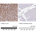 Anti-CYB5A Antibody