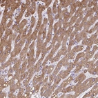 Immunohistochemical staining of human liver shows high expression.