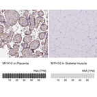 Anti-MYH10 Antibody
