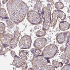 Immunohistochemical staining of human placenta shows moderate membranous positivity in trophoblastic cells.