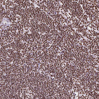 Immunohistochemical staining of human lymph node shows strong nuclear positivity in non-germinal center cells.