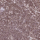 Immunohistochemical staining of human lymph node shows strong nuclear positivity in non-germinal center cells.