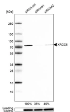 Western blot analysis in A-431 cells transfected with control siRNA, target specific siRNA probe #1 and #2, using Anti-XRCC6 antibody. Remaining relative intensity is presented. Loading control: Anti-GAPDH.