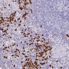 Anti-SH2D3C Antibody