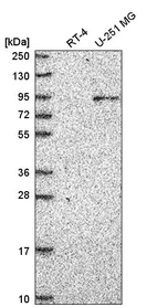 Anti-ATRIP Antibody