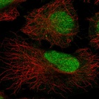 Immunofluorescent staining of human cell line HeLa shows localization to nucleus.