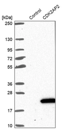 Western blot analysis in control (vector only transfected HEK293T lysate) and CDK2AP2 over-expression lysate (Co-expressed with a C-terminal myc-DDK tag (~3.1 kDa) in mammalian HEK293T cells, LY417039).