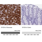 Anti-SYCN Antibody