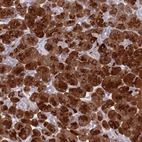 Immunohistochemical staining of human pancreas shows high expression.