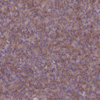 Immunohistochemical staining of human pancreas shows strong cytoplasmic positivity in exocrine glandular cells.
