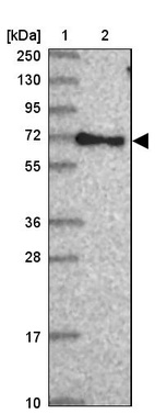 Lane 1: Marker [kDa] 250, 130, 95, 72, 55, 36, 28, 17, 10_br/_Lane 2: Human cell line RT-4