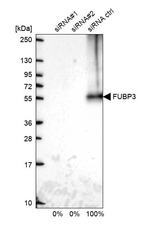 Anti-FUBP3 Antibody