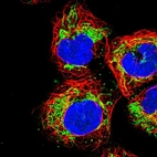 Anti-USP54 Antibody