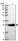 Anti-CHCHD6 Antibody