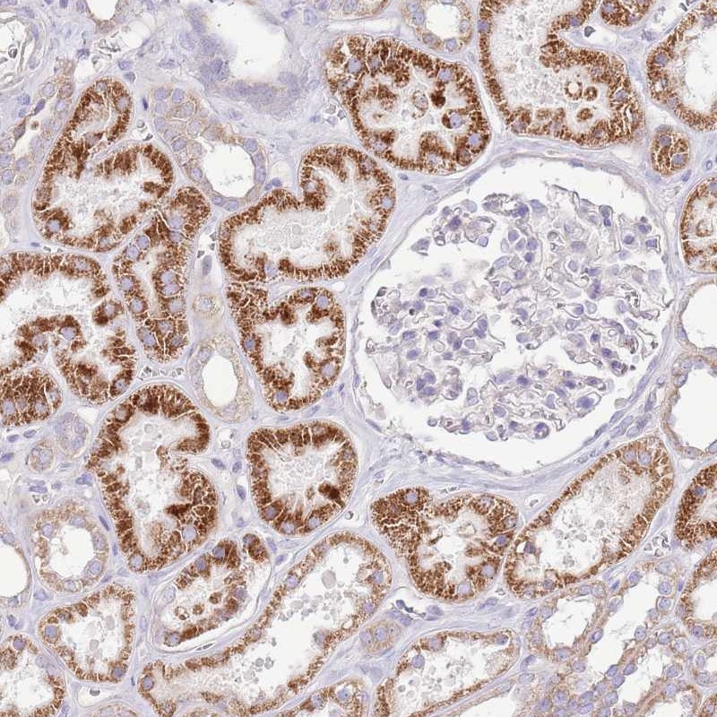 Anti-OAZ2 Antibody