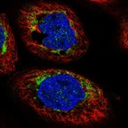 Immunofluorescent staining of human cell line A-431 shows localization to mitochondria.