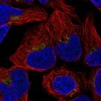 Immunofluorescent staining of human cell line HEK 293 shows localization to the Golgi apparatus.